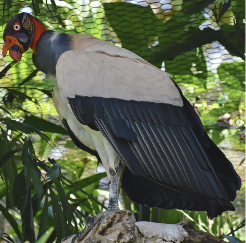 King Vulture Belize Birding Vacations 